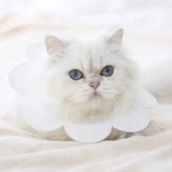 Miękki kołnierz ochronny dla zwierząt - biały, rozmiar L