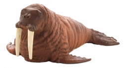 Realistische figuur Walrus Mojjo