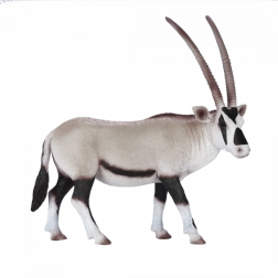 Mojo Arabian oryx