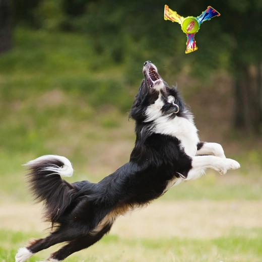 Sjov udendørs leg og apport