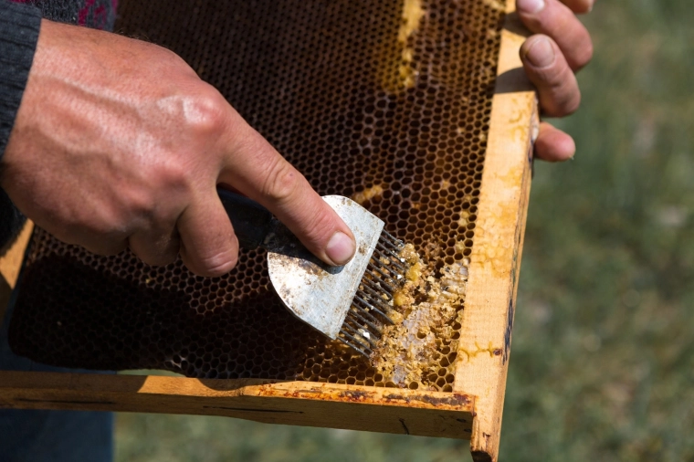 Pointes en acier inoxydable précises pour un désoperculation rapide