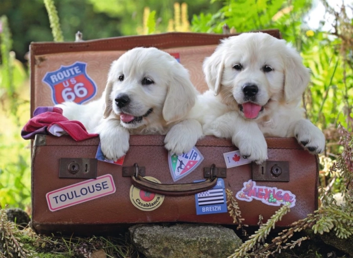 Ravensburger Puzzle cuccioli in viaggio 100 pezzi