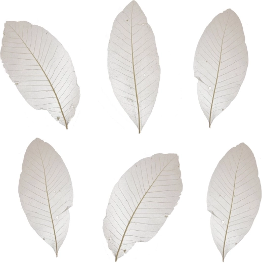 Feuilles décoratives séchées blanches – lot de 10 pcs