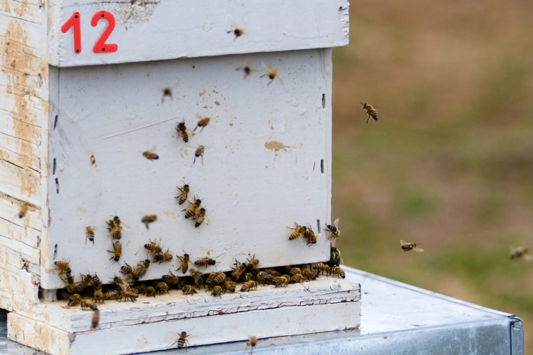 Clear visibility in the apiary