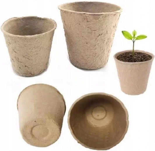 Système racinaire sain