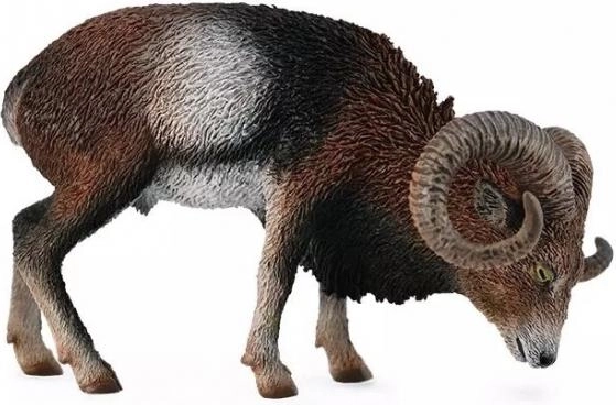European Mouflon