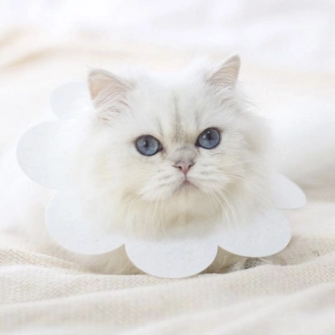 Soft Protective Collar for Animals - White, Size L