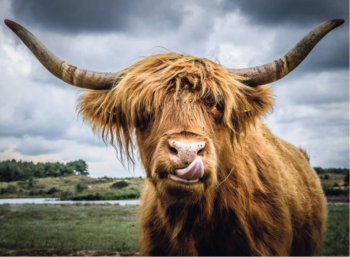 Ravensburger Puzzle Moments Highland Cattle 300 pieces