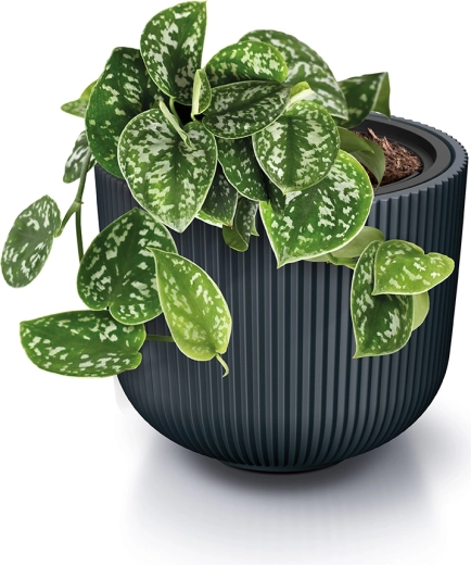 Insert amovible pour un rempotage facile