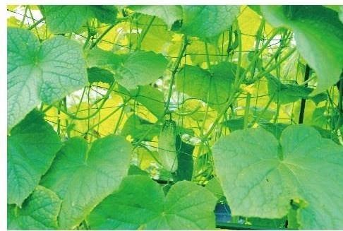 Čvrsta potpora za zdrav rast