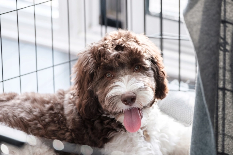 Spazio confortevole per il riposo dei cani di taglia media