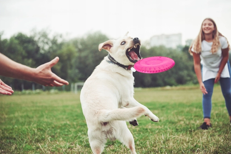 Volo stabile e facile da afferrare