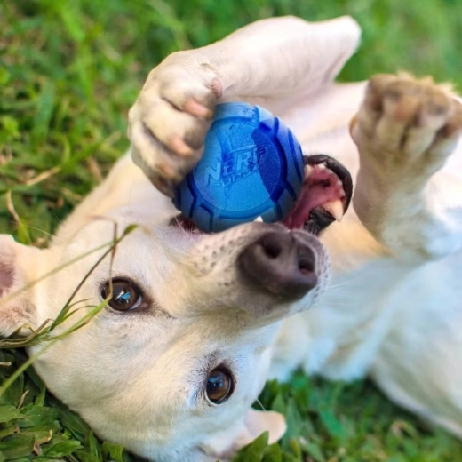Egy illat, ami játékra csábít