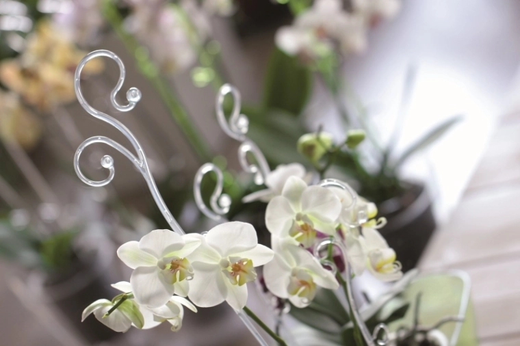 Zeker houvast voor orchideeën