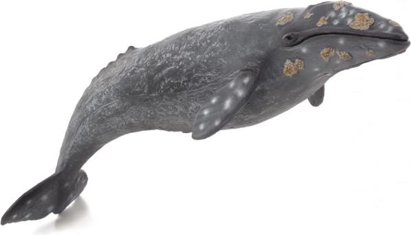 Realistic Gray Whale Figure