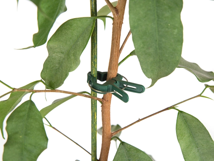 Fixation rapide et délicate des tiges