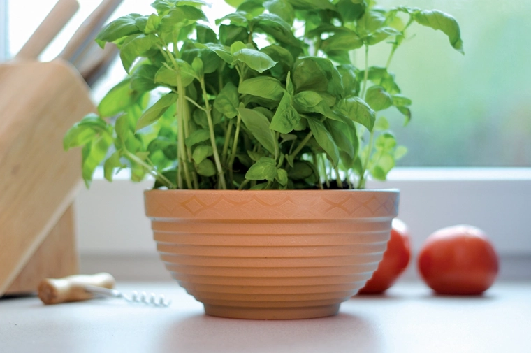 Large surface de plantation