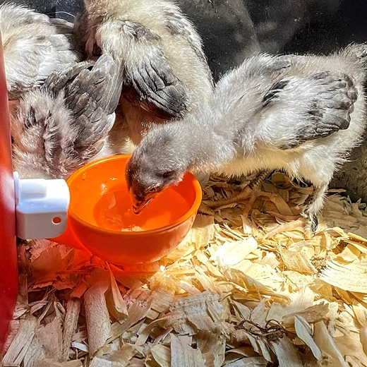Acqua pulita per un pollame più sano
