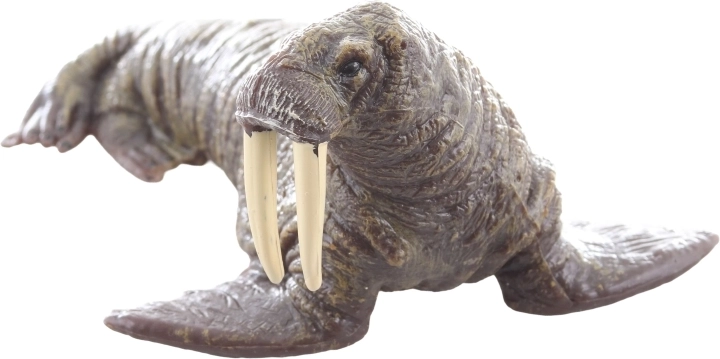 Ideal for learning and collecting