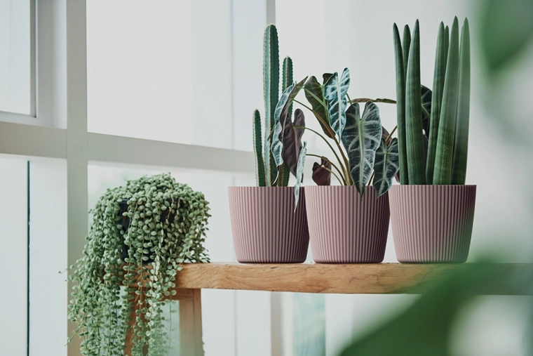 Espace de croissance grâce à un volume de 21,5 l