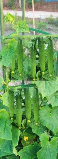 Idéal pour les cultures grimpantes