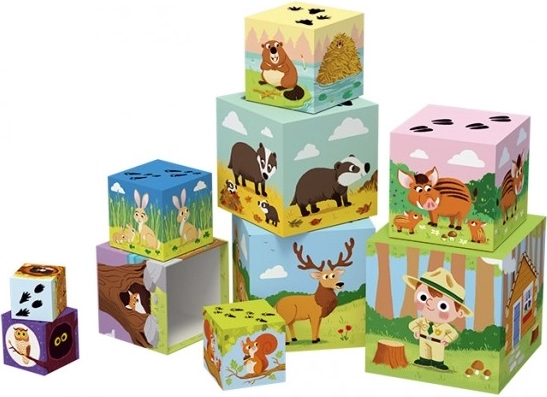 Educational forest illustrations