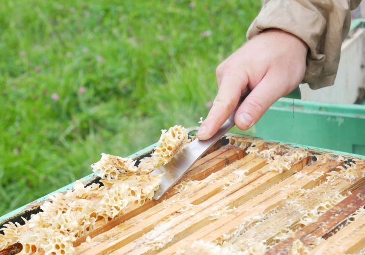 Precise scraping of wax and propolis