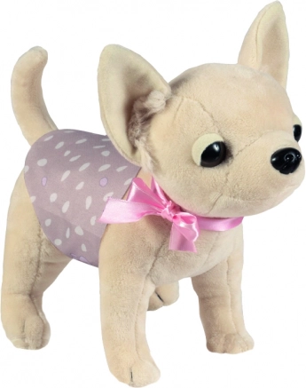 Chihuahua Puppy DIDI