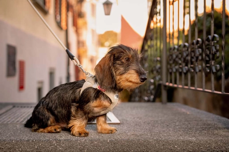 Safer walks: reflective elements and pull away from the neck