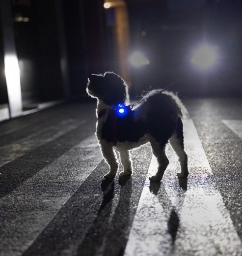 Visibilité claire pour des promenades nocturnes en toute sécurité