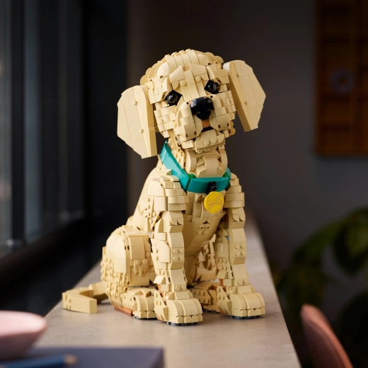 Stylish display with collar and tag