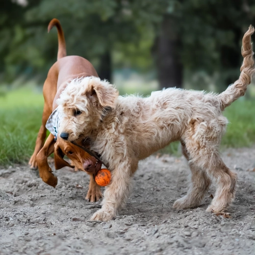 Snor til kast og træk
