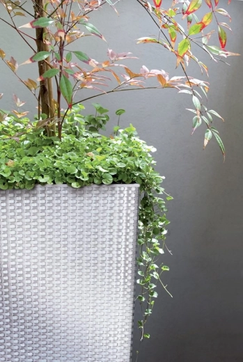 Insert intérieur pour une plantation et un entretien faciles