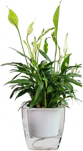 Okamžitá kontrola hladiny vody