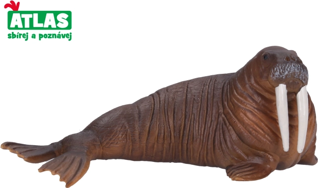 Figura di Tricheco