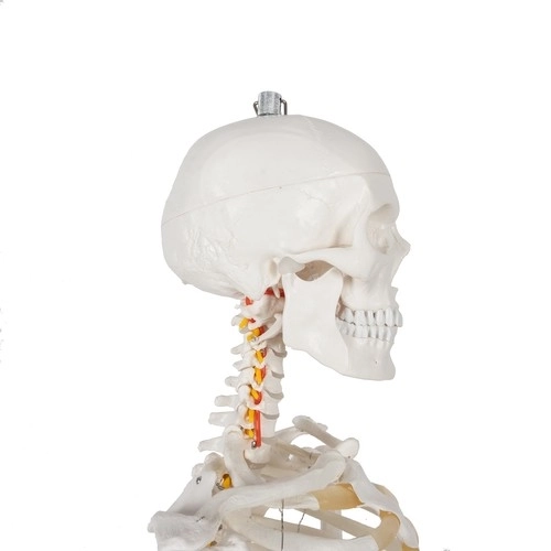 Anatomisches Modell Menschliches Skelett 180 cm