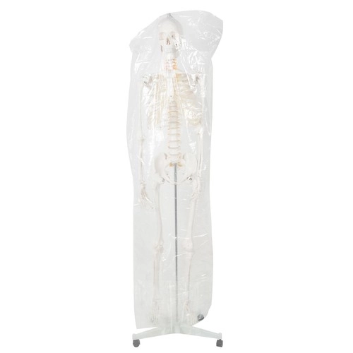 Anatomisches Modell Menschliches Skelett 180 cm