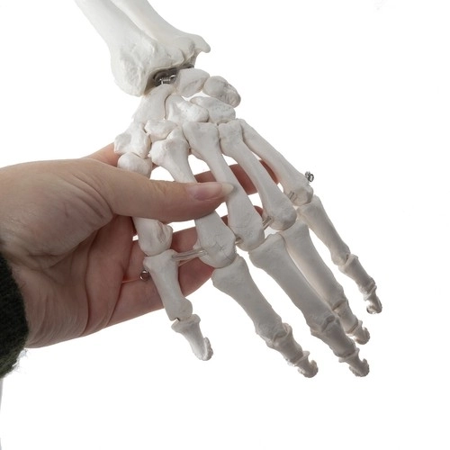 Anatomisches Modell Menschliches Skelett 180 cm