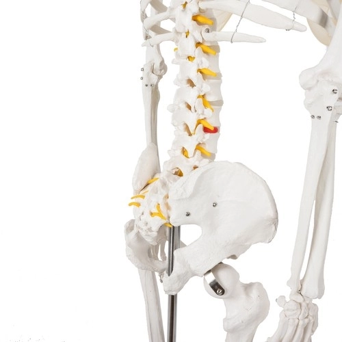 Anatomisches Modell Menschliches Skelett 180 cm