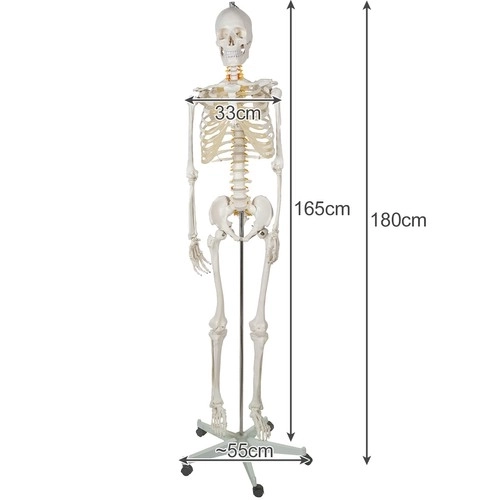Anatomisches Modell Menschliches Skelett 180 cm