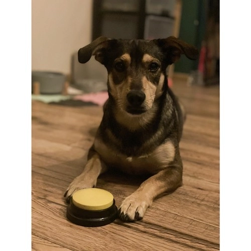 Purlov Talking Dog Training Buttons
