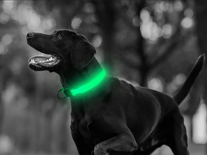 Collare LED regolabile per cani e gatti 59 cm