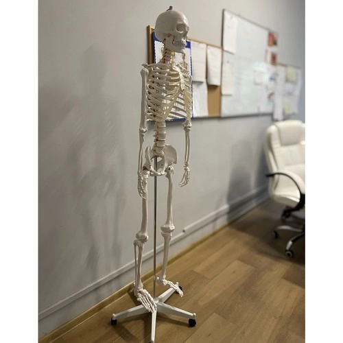 Anatomisches Modell Menschliches Skelett 180 cm