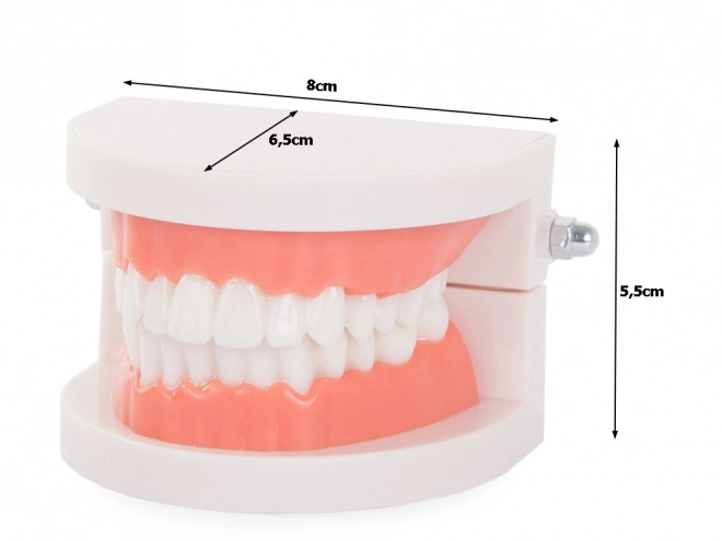 Model zubní čelisti pro zubní hygienu
