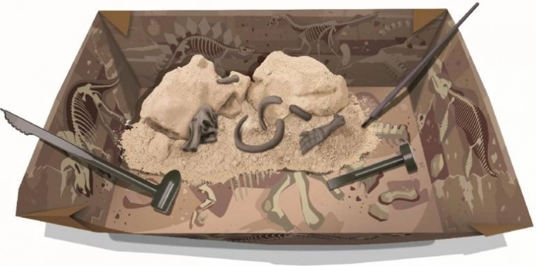 Creuse et découvre : bloc de plâtre avec fossiles