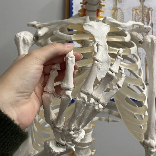 Anatomisches Modell Menschliches Skelett 180 cm
