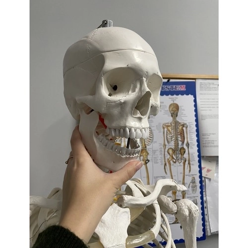 Anatomisches Modell Menschliches Skelett 180 cm