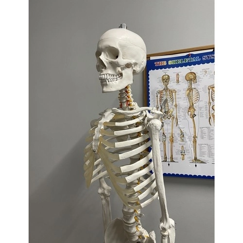 Anatomisches Modell Menschliches Skelett 180 cm