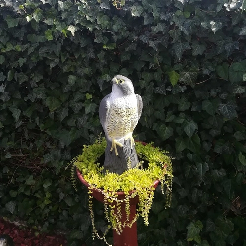Bird Deterrent Falcon Replica