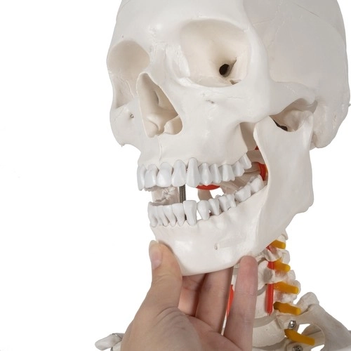 Anatomisches Modell Menschliches Skelett 180 cm